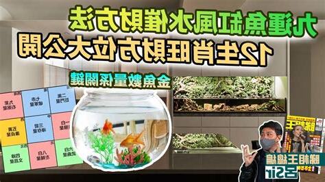 金魚數量 風水